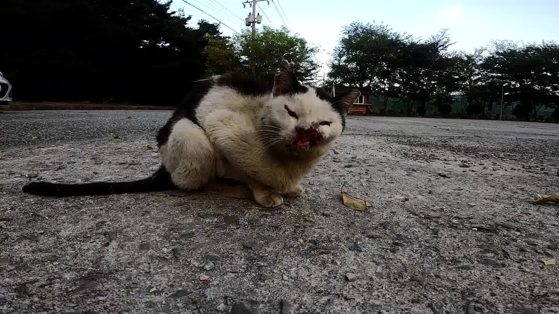 一只没有鼻子也没有嘴巴的流浪猫
