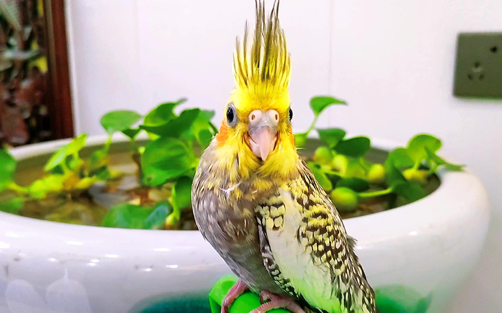 玄凤鹦鹉都叫"走地鸡",准确的说"不死鸟"更合适_哔哩哔哩_bilibili