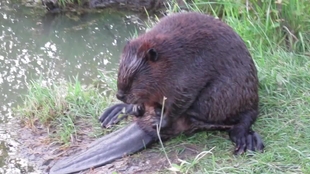 一只正在 洗澡 的海狸 哔哩哔哩 つロ干杯 Bilibili