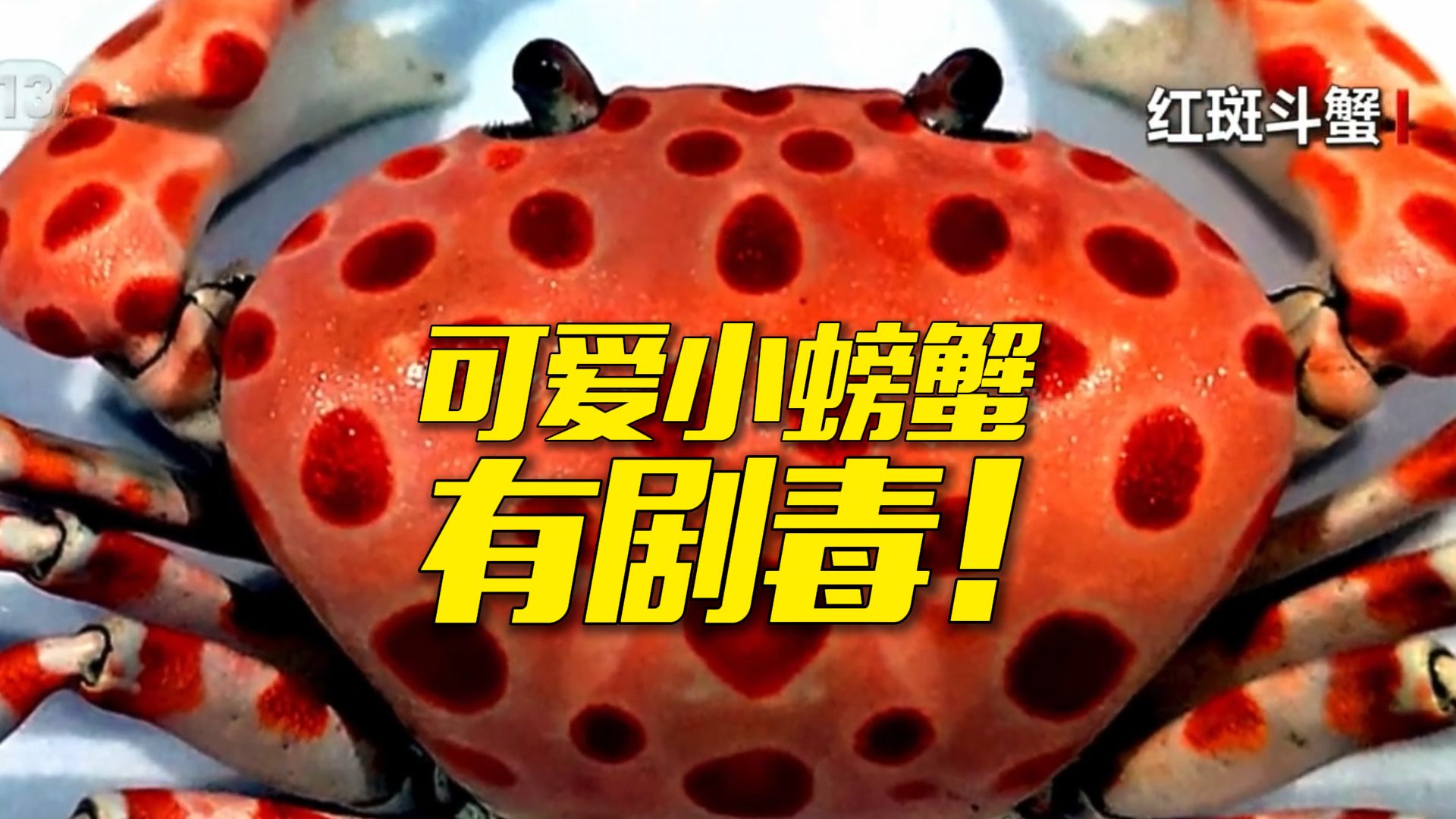 好看的螃蟹不要随便吃！摄入零点几毫克毒素，就能致人死亡