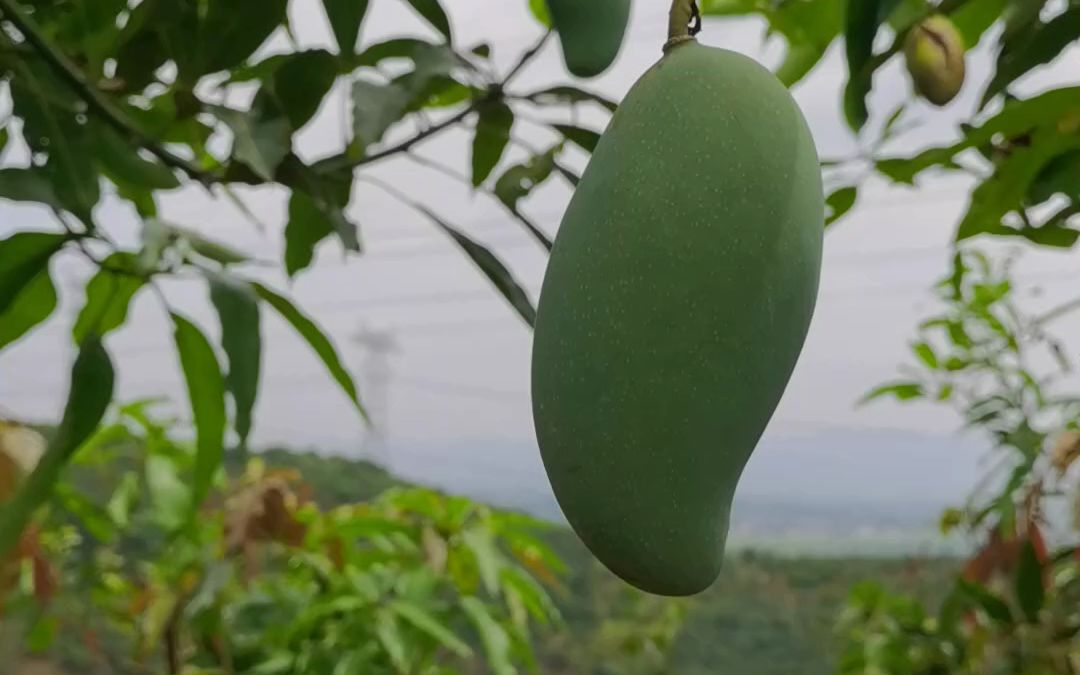 雷三姨正宗广西百色田东桂七芒果山坡红土种植香气独特味甜如蜜