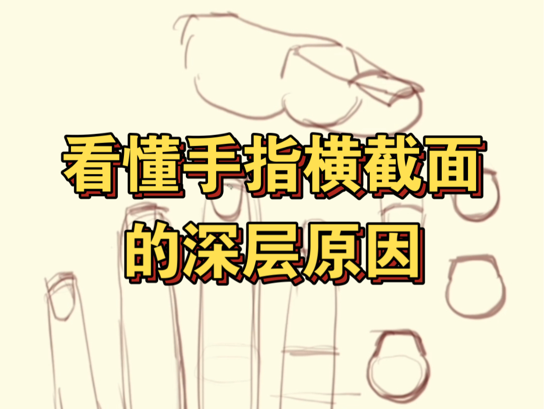 为什么手指头都是这样的?看懂手指横截面的深层原因!哔哩哔哩bilibili