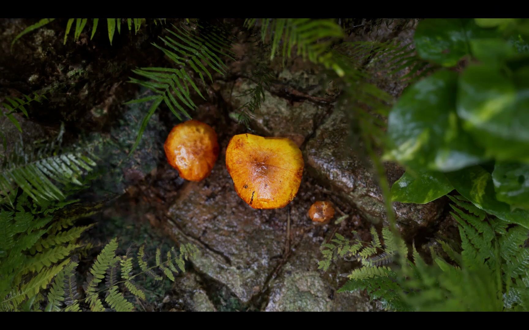 《空山新雨后》片段