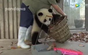 下载视频: 【熊猫】江左梅梅：实在带不动这群熊队友。还是辅佐萌萌仔吧……