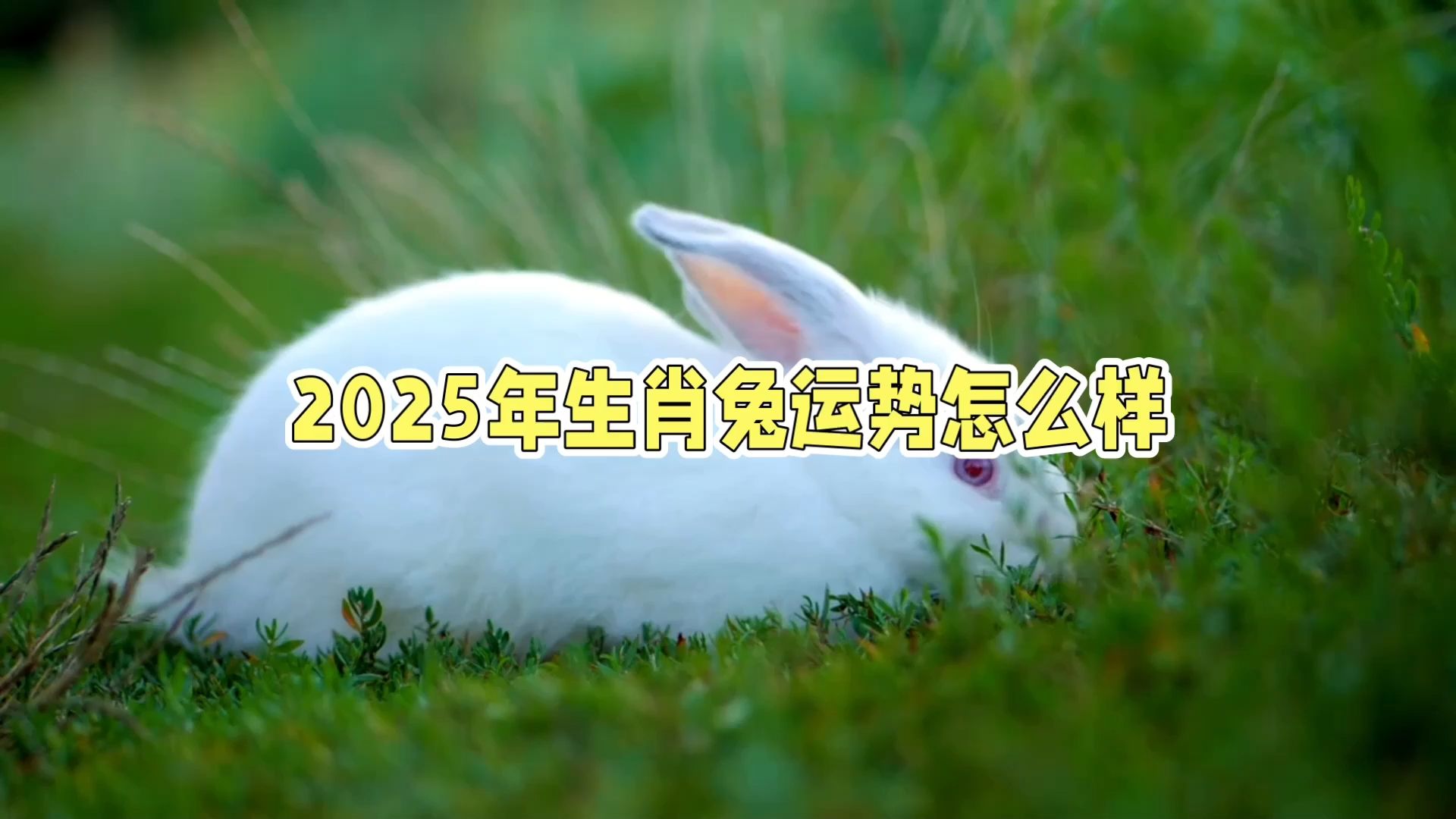生肖兔今天运势2025年(属兔今运势)