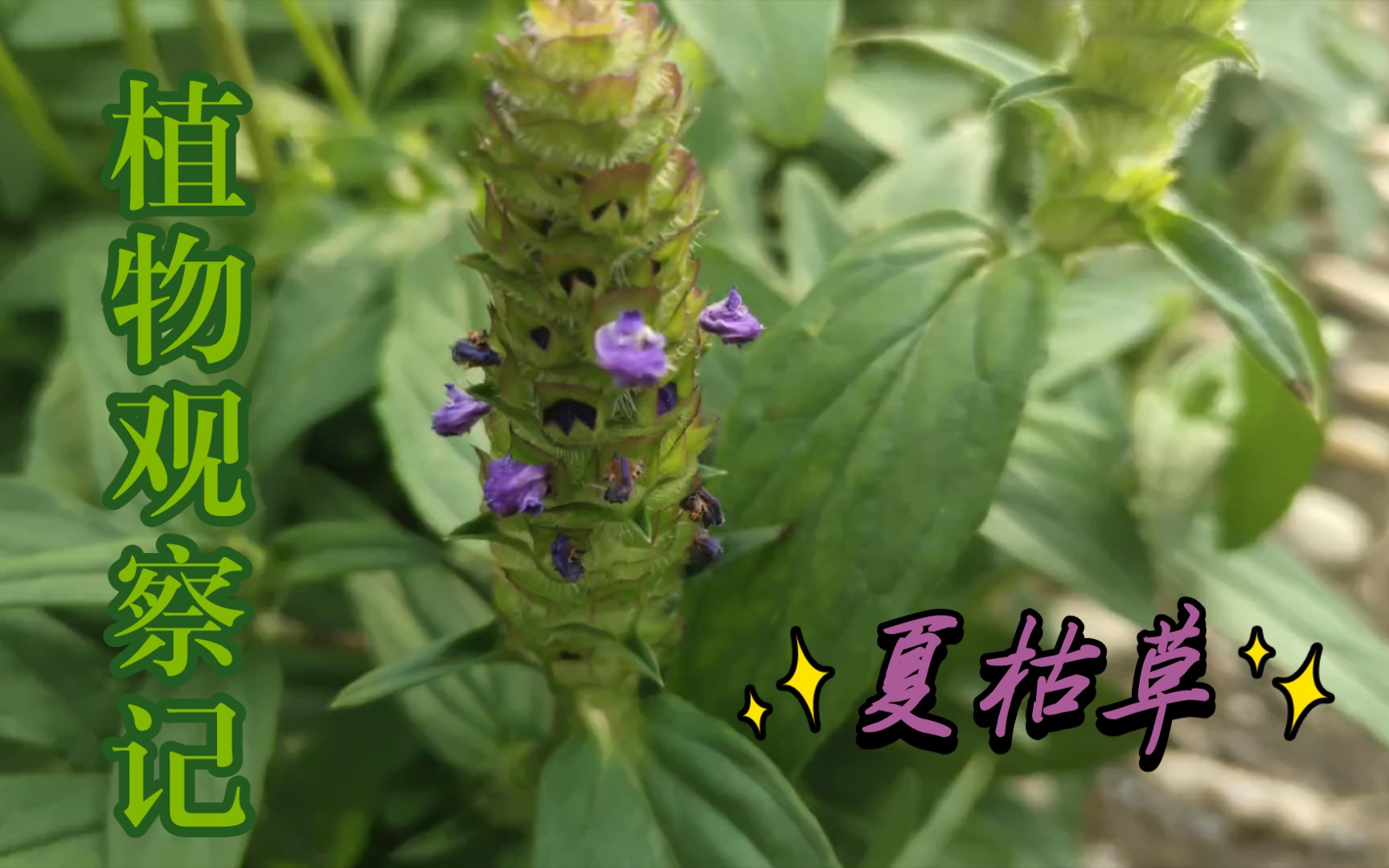 【植物观察记】夏枯草哔哩哔哩bilibili