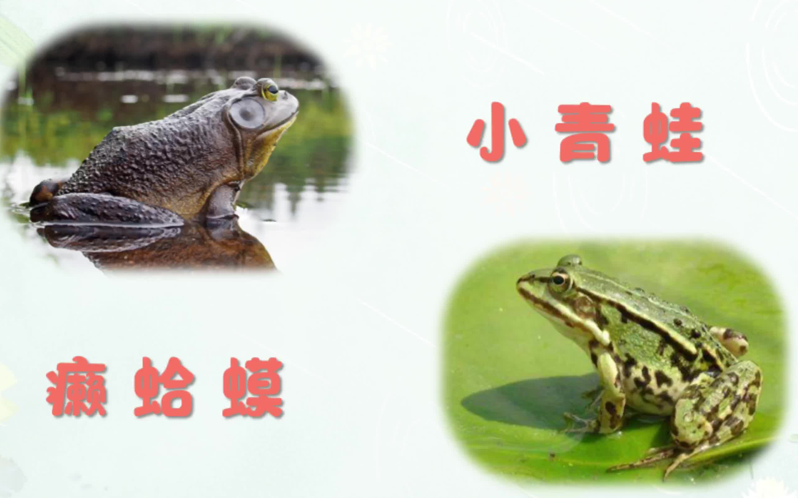 小青蛙和癞蛤蟆简谱图片