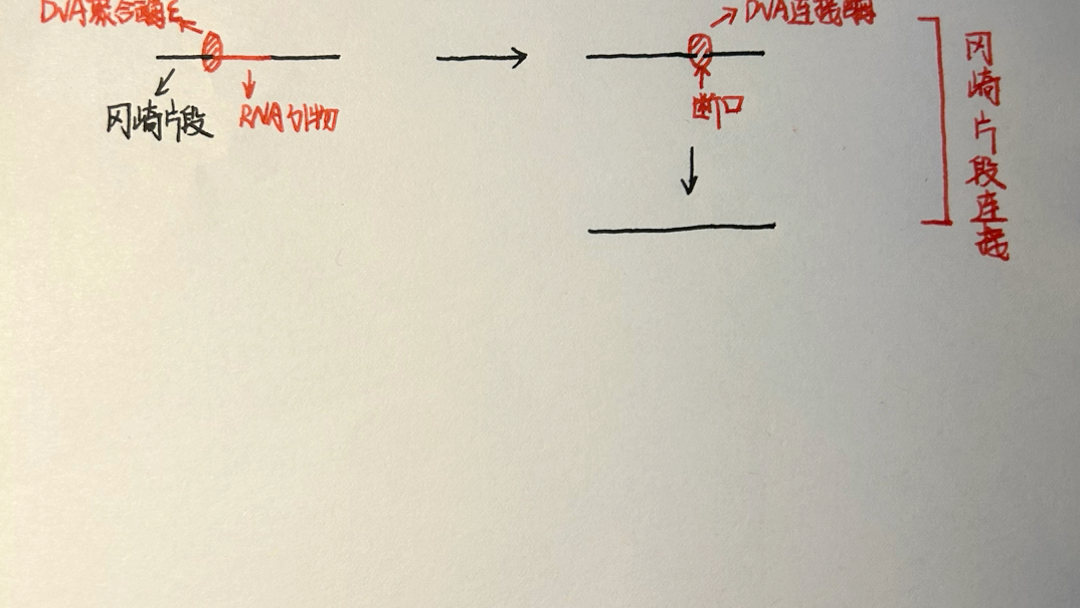 DNA复制及冈崎片段连接一图解析哔哩哔哩bilibili