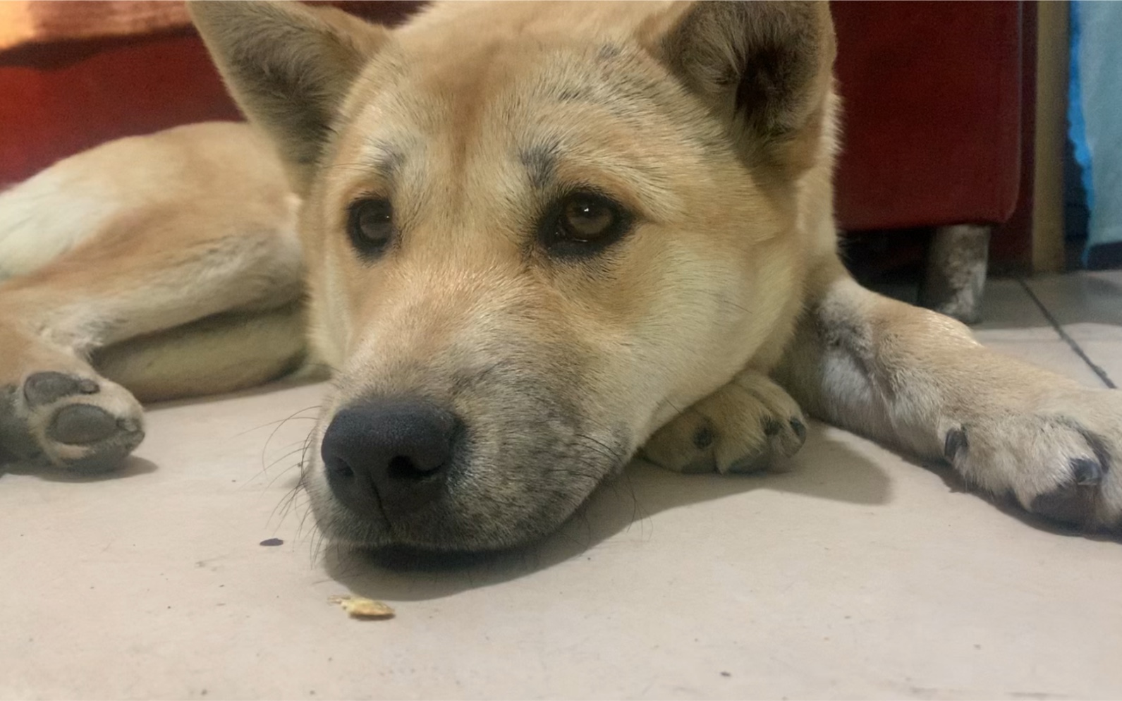 吃的动物托梦求超度的简单介绍