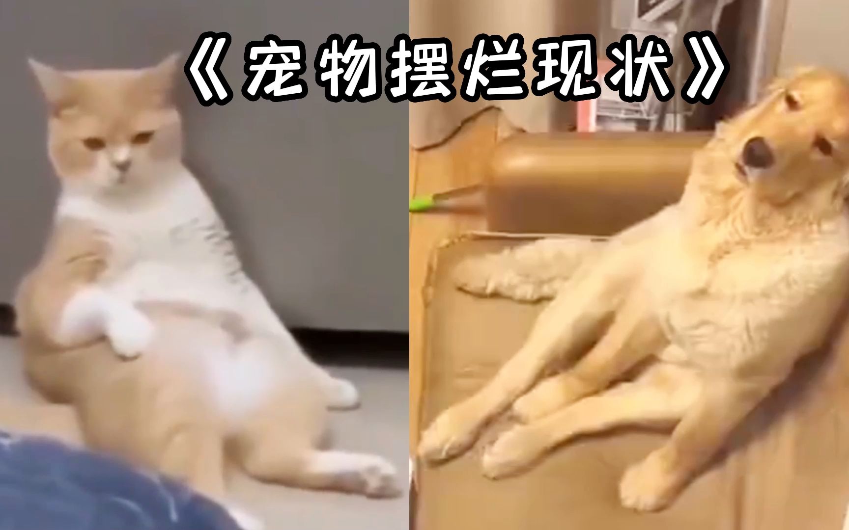 [图]《当代宠物摆烂现状》