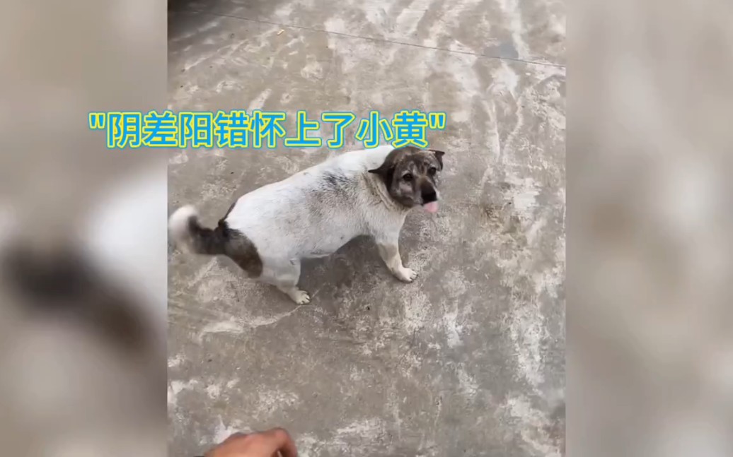 [图]狗儿要听狗儿歌 ，大黄下雨要回家， 下雪啦，下雪啦，雪地里来了个狗画家，它在雪地画梅花，记住啊，记住啊，直走就是我们家 ，狗狗 "中华田园犬 "陪伴是最大的幸福