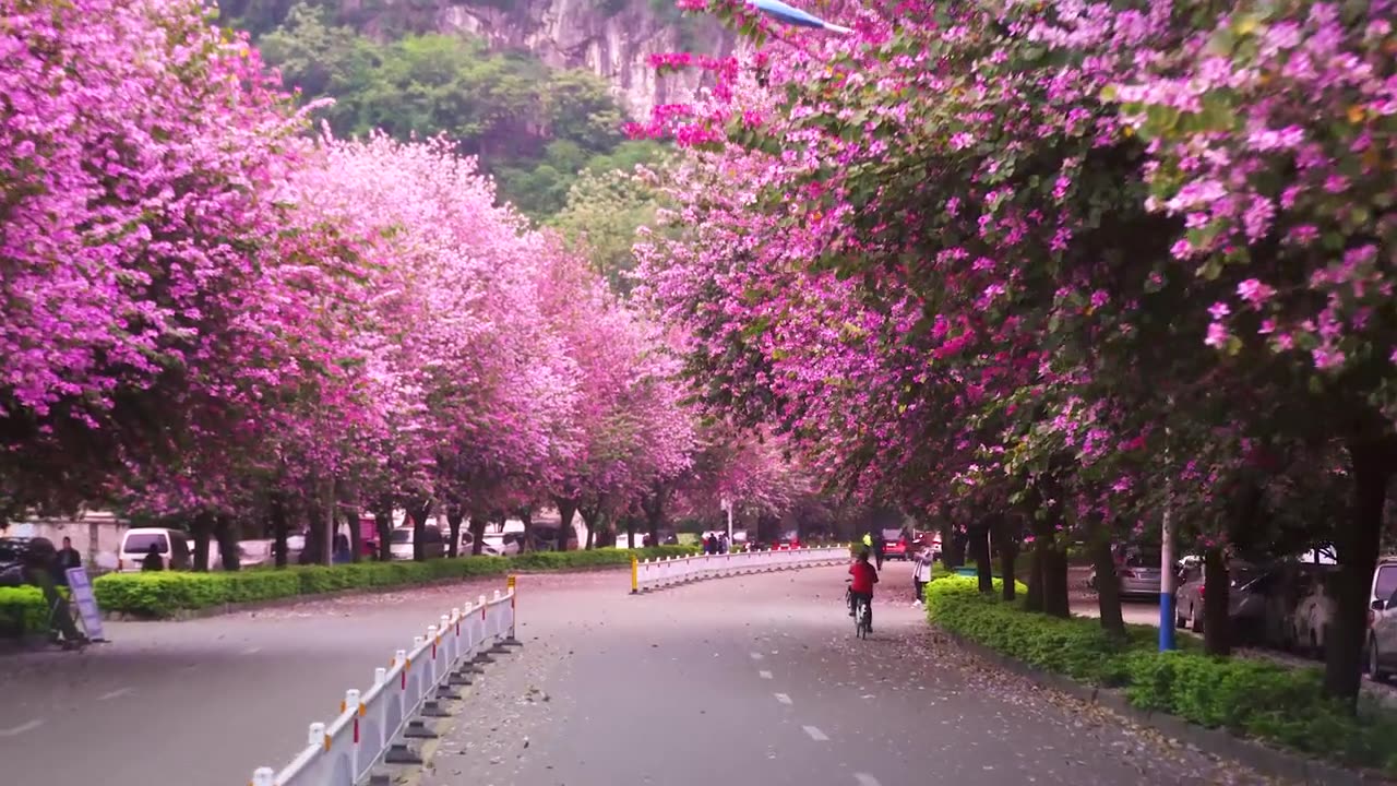 "好想和你漫步在这紫荆花大道"7710