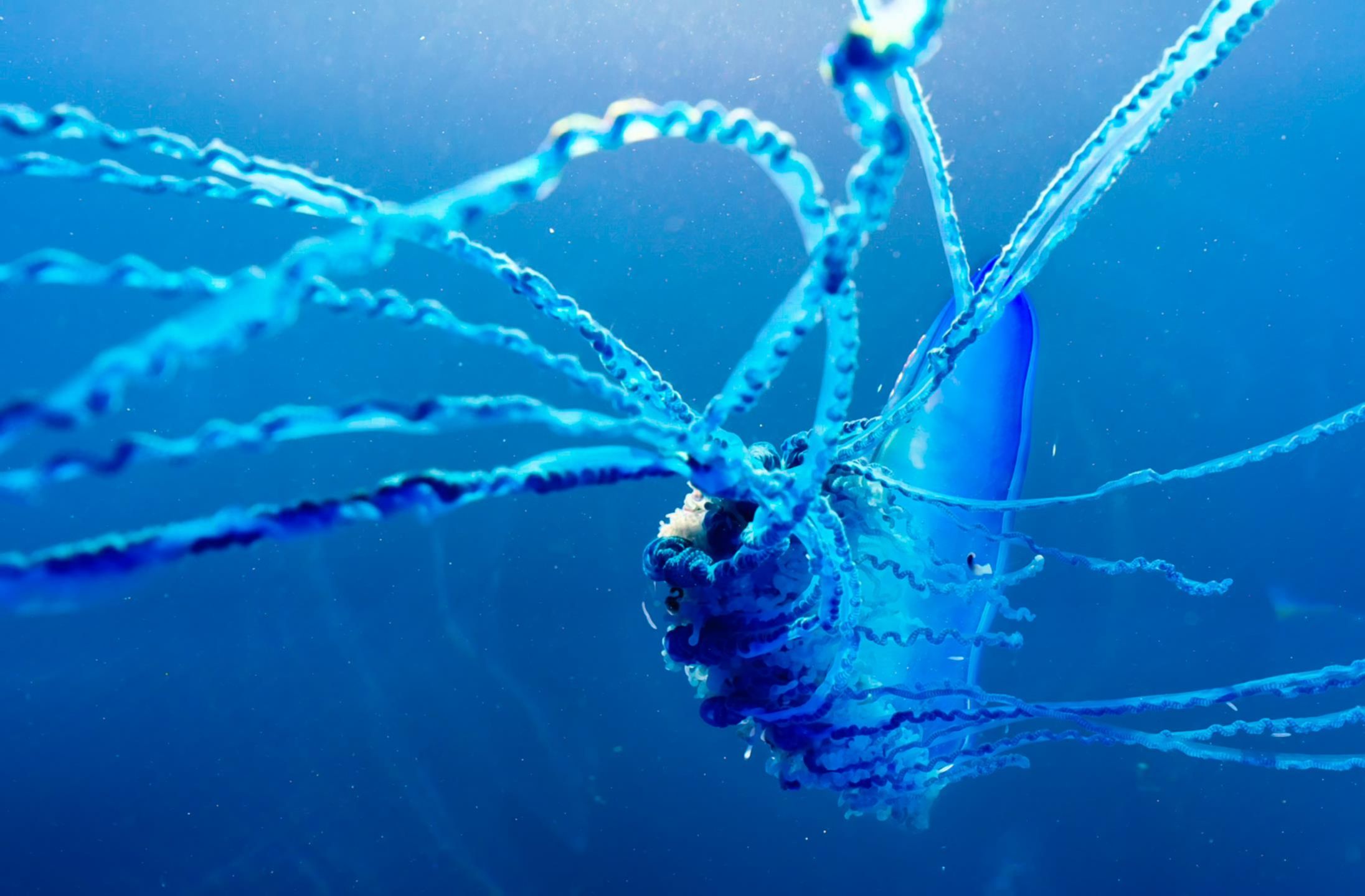 水母:钓鱼我永不空军