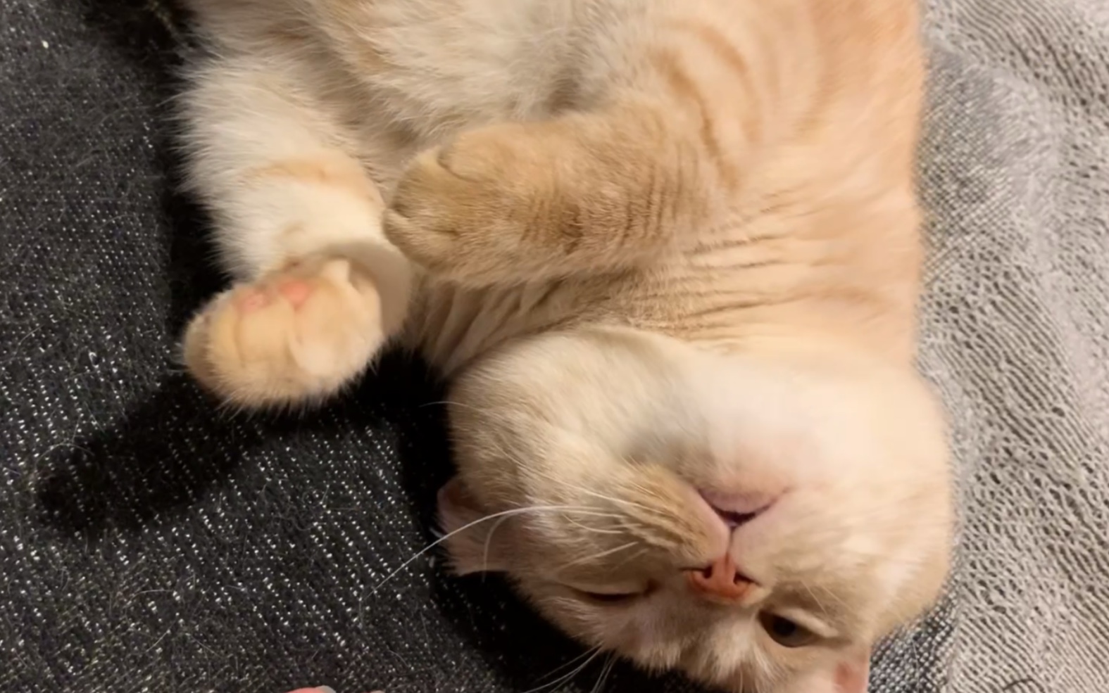 进来康康大肥橘猫撒娇呀!