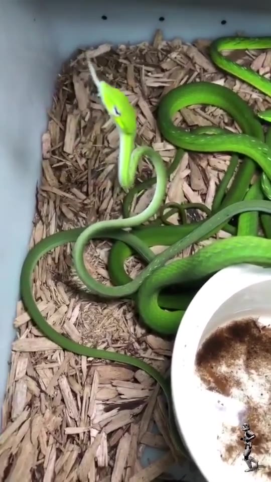 绿瘦蛇,俗名菱头蛇,蓝鞭蛇,鹤蛇._哔哩哔哩_bilibili