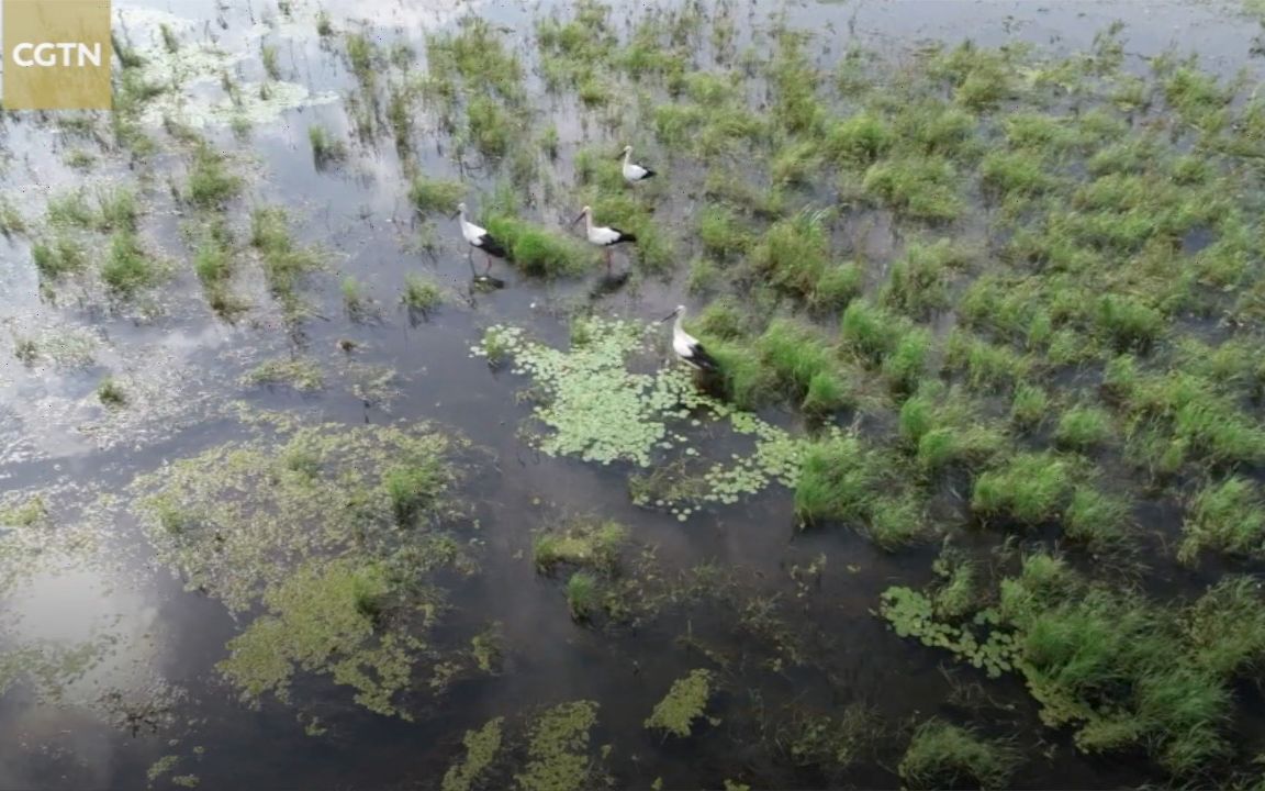 航拍黑龙江挠力河湿地 千余东方白鹳在此安家【资讯】【英字】哔哩哔哩bilibili