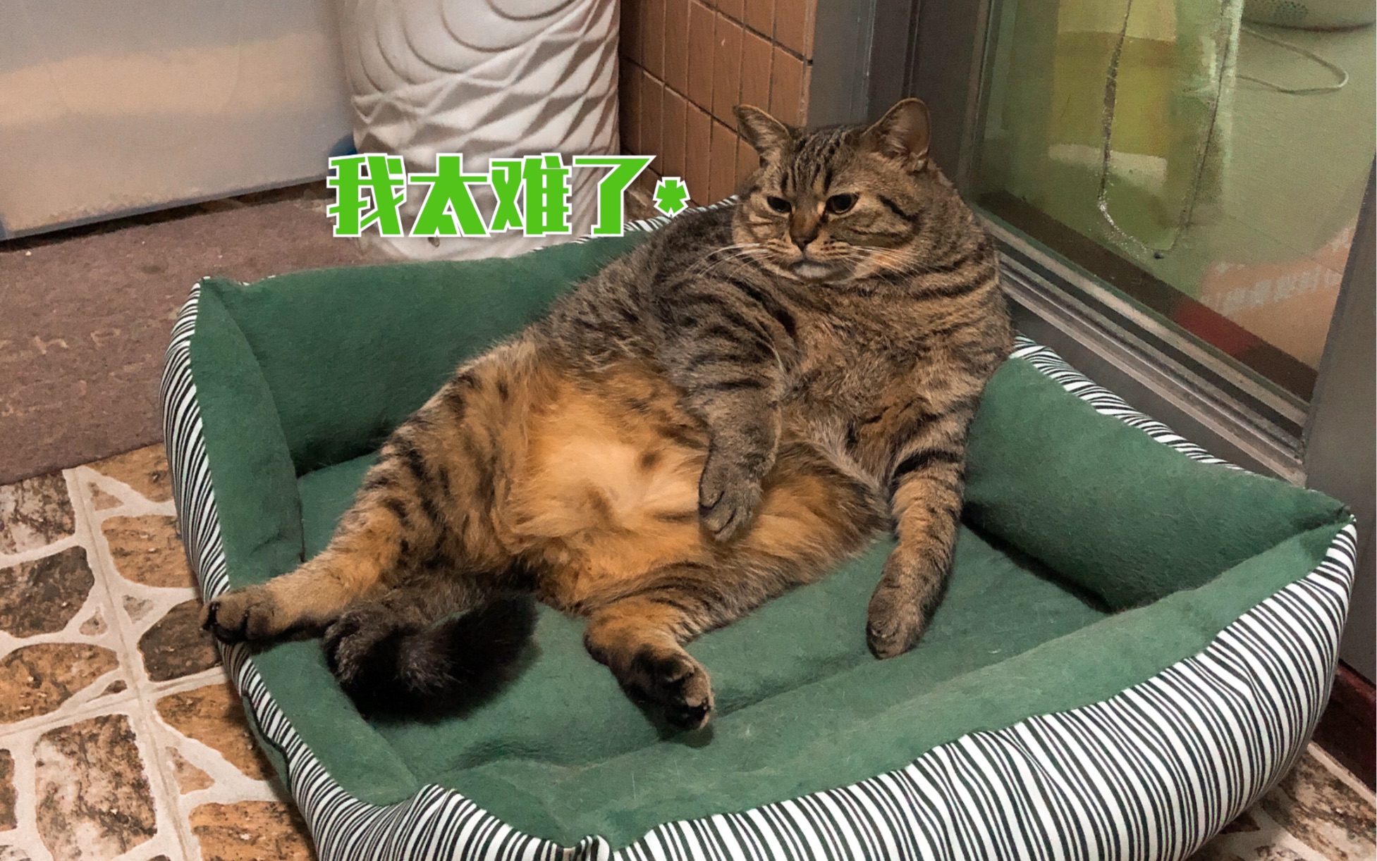 肥弟我肥啊弟全网在家最没地位的猫