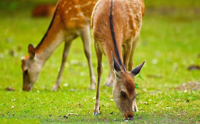 《梅花鹿》创作01