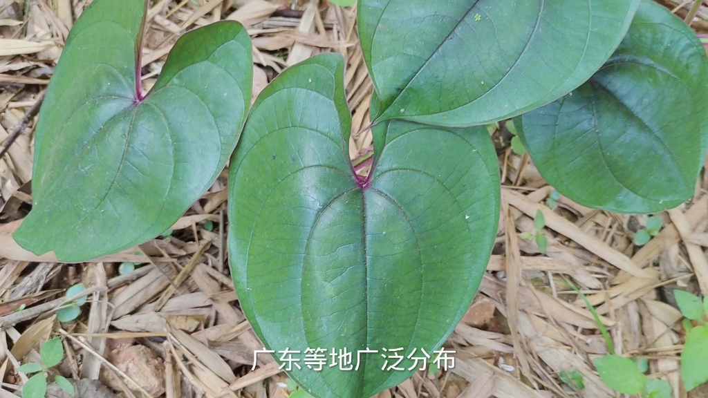 植物√脚板薯哔哩哔哩bilibili