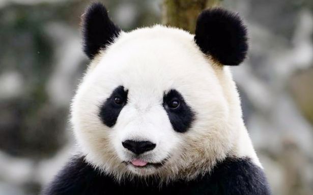 四只国宝大熊猫9月辽宁沈阳安家