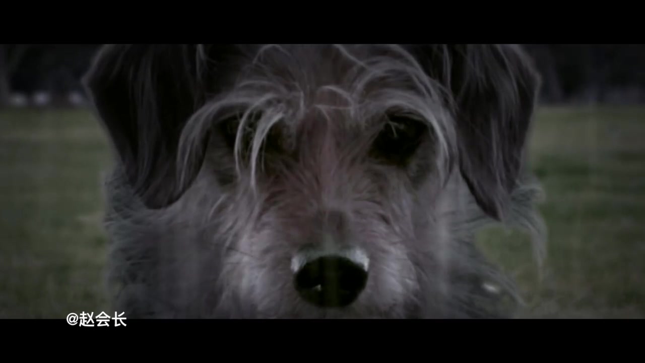 《疾速追杀》之你们惹错狗了,dog wick为人报仇.疾狗追杀(dog wick)