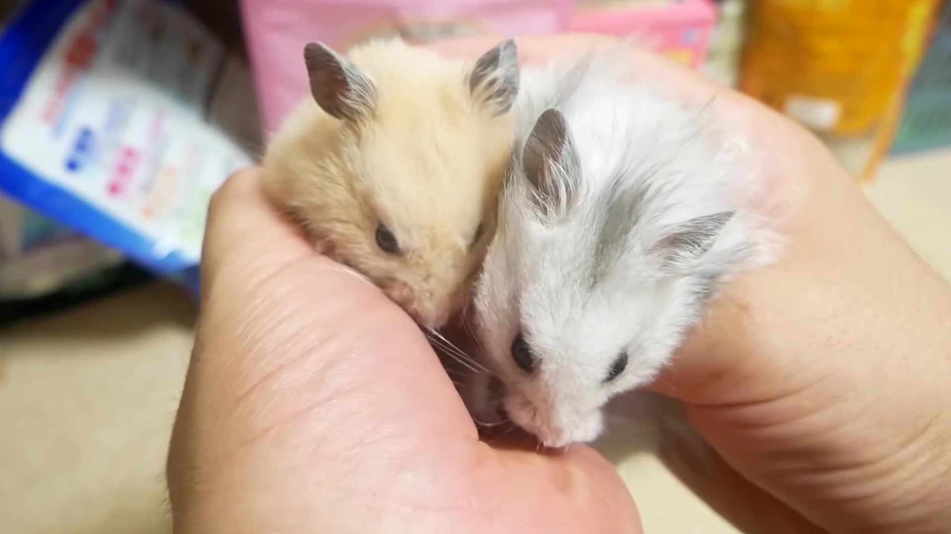 家里养了一对情侣仓鼠!一会秀恩爱,一会打架,弄得主人手足无措