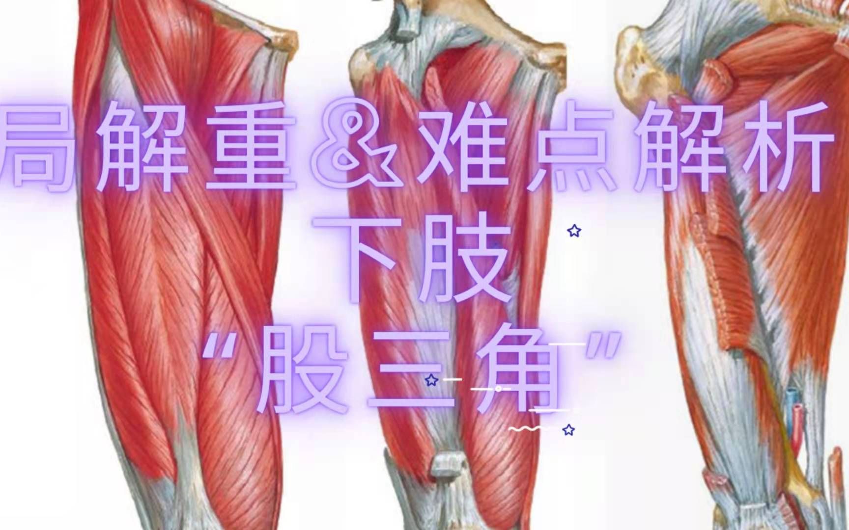 【局部解剖学】下肢之“股三角”解析哔哩哔哩bilibili