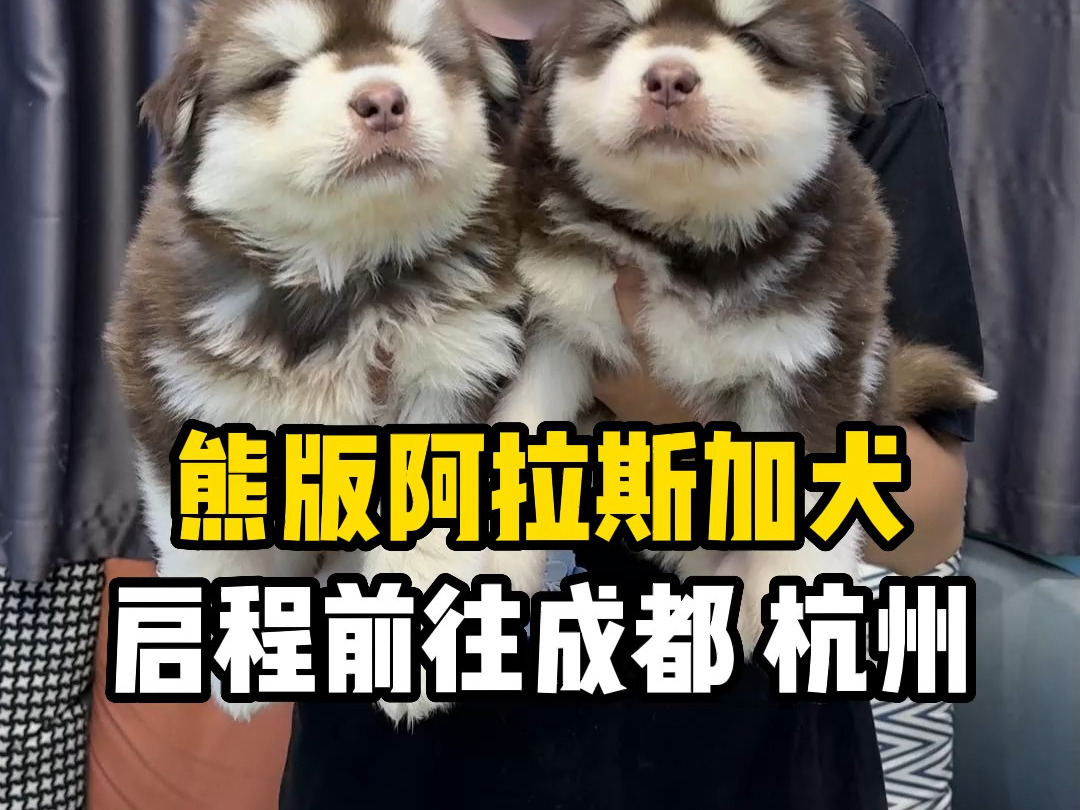 两只熊版阿拉斯加幼犬分别去成都新家和杭州新家,感谢粉丝的信任.选精品阿拉斯加幼犬,认准君瀚高端宠物,保纯种,保健康,无后顾之忧.哔哩哔哩...