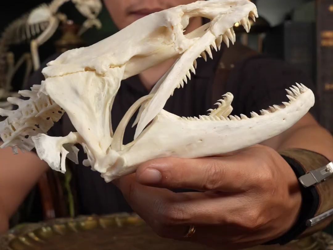 动物头骨-duyngskeleton作品-鱼类-裸胸鳝2