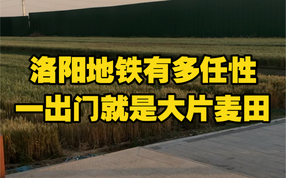 洛阳地铁有多任性…地铁站竟建在大片麦田中哔哩哔哩bilibili