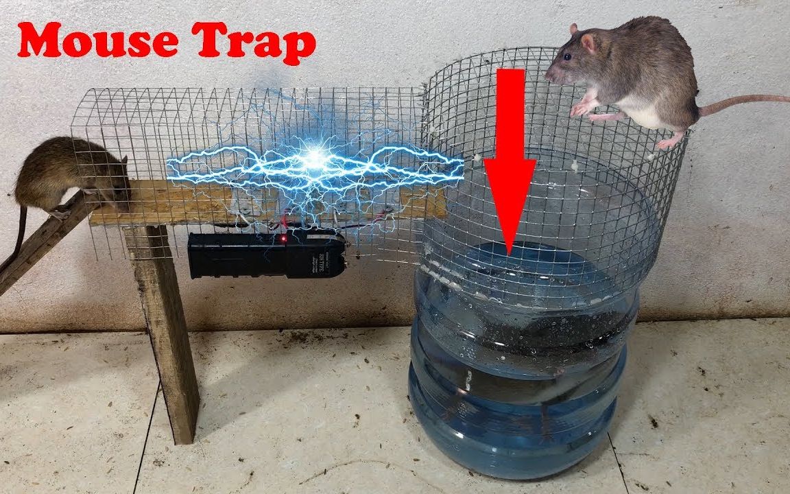 老鼠爬到通了电的金属板上会发生什么会被电得跳舞吗油兔不二字幕组