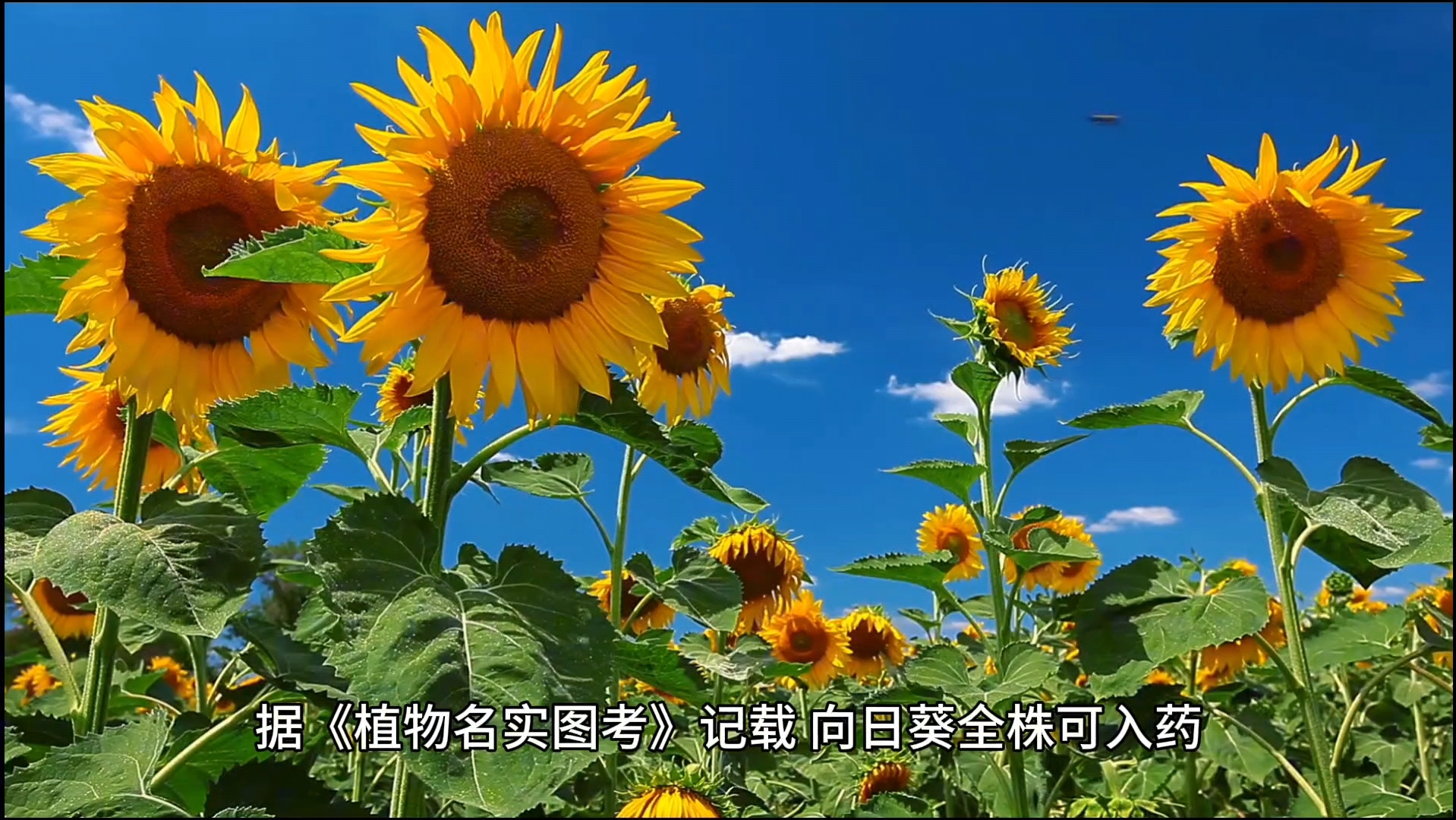 向日葵:向阳而生,追求阳光的温暖