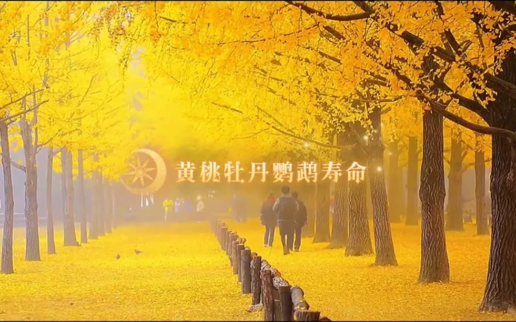 黄桃鹦鹉的寿命和生活环境等因素有关,黄桃牡丹鹦鹉寿命是多少哔哩哔哩bilibili