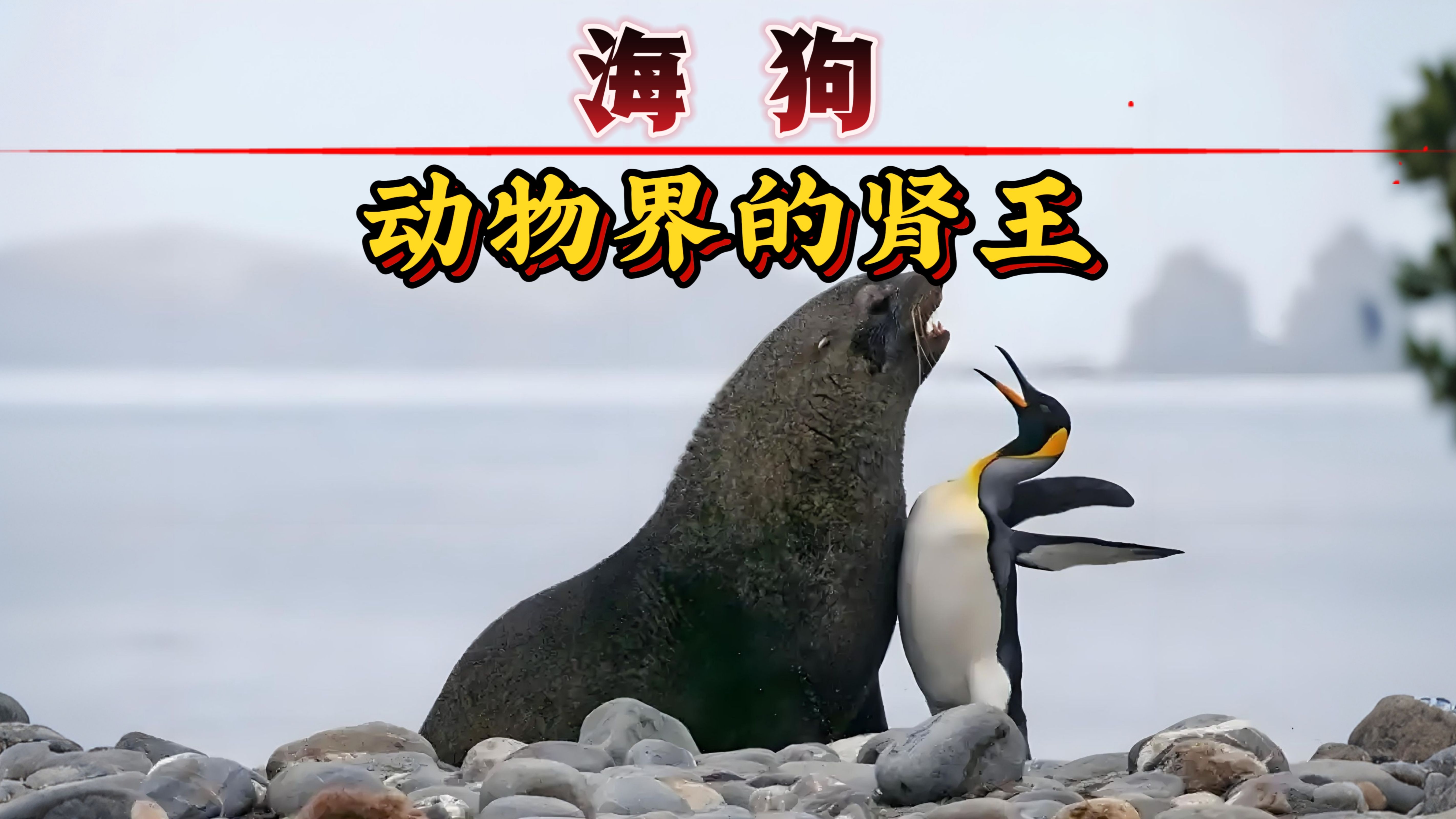 海狗的极致繁衍与壮烈兴衰