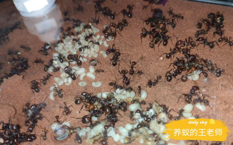 肯尼亚(巨首)收获蚁-重生