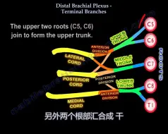 Download Video: 臂丛神经——必须要懂的康复知识系列