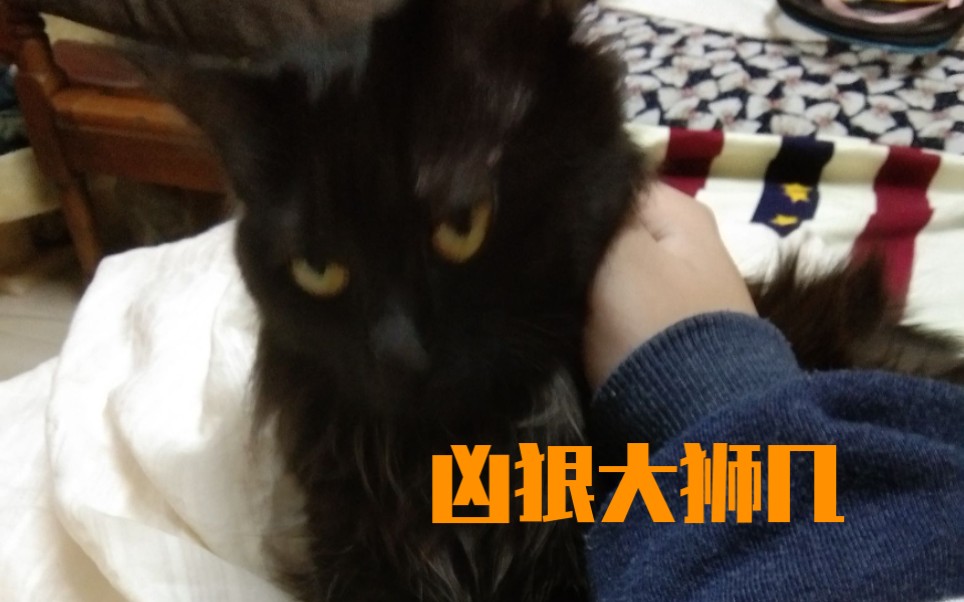 【狮子猫】撸黑色大狮几嗷