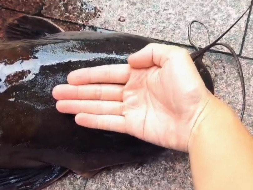 可惜了这条米级埃及鲶鱼!