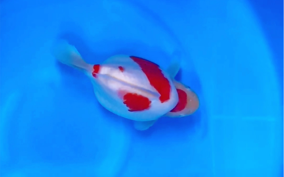 大日丸天丹顶玉鲭金鱼,两岁極上观赏鱼.