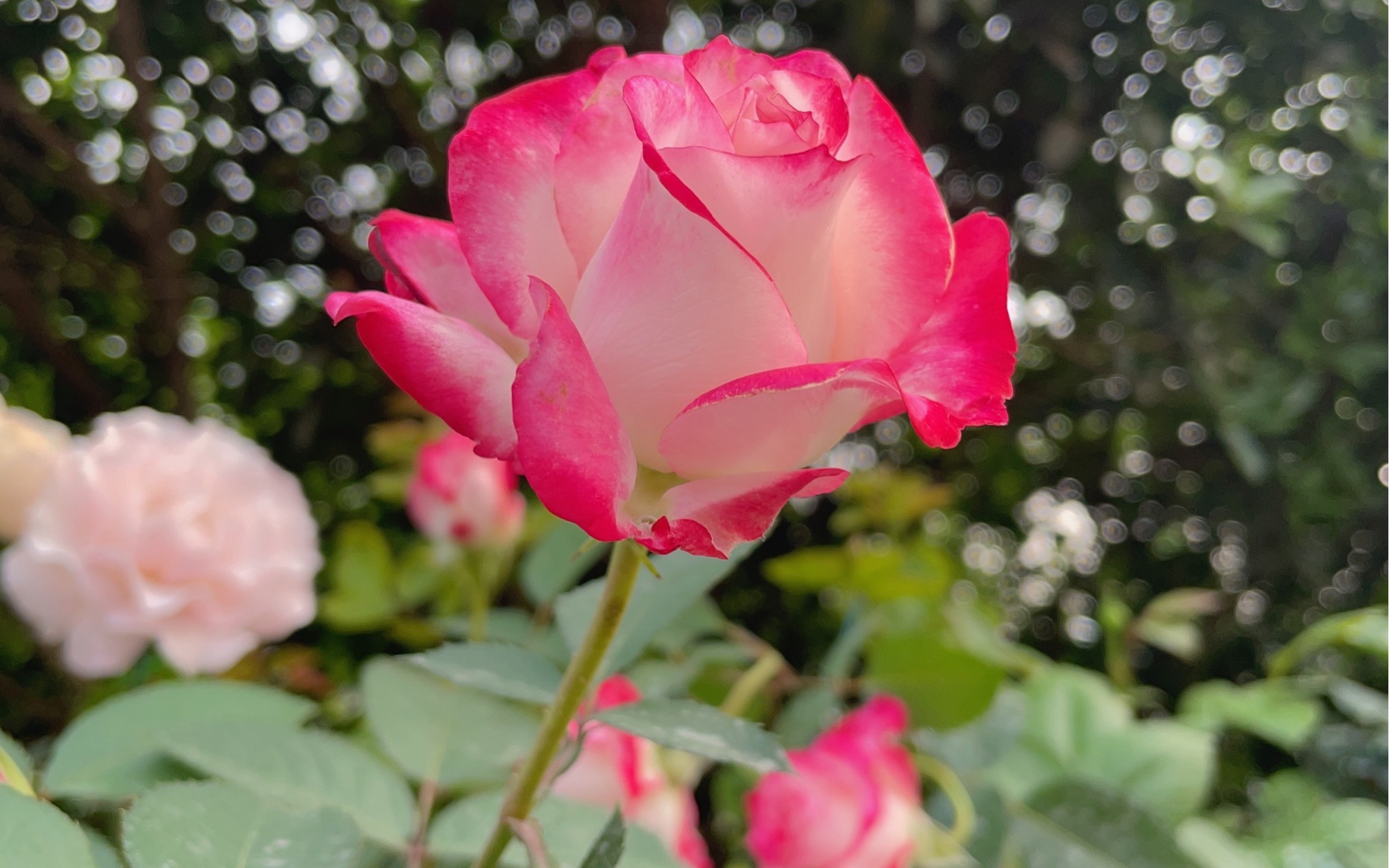 月季-椿风,摩纳哥公爵,甜蜜邂逅,绊