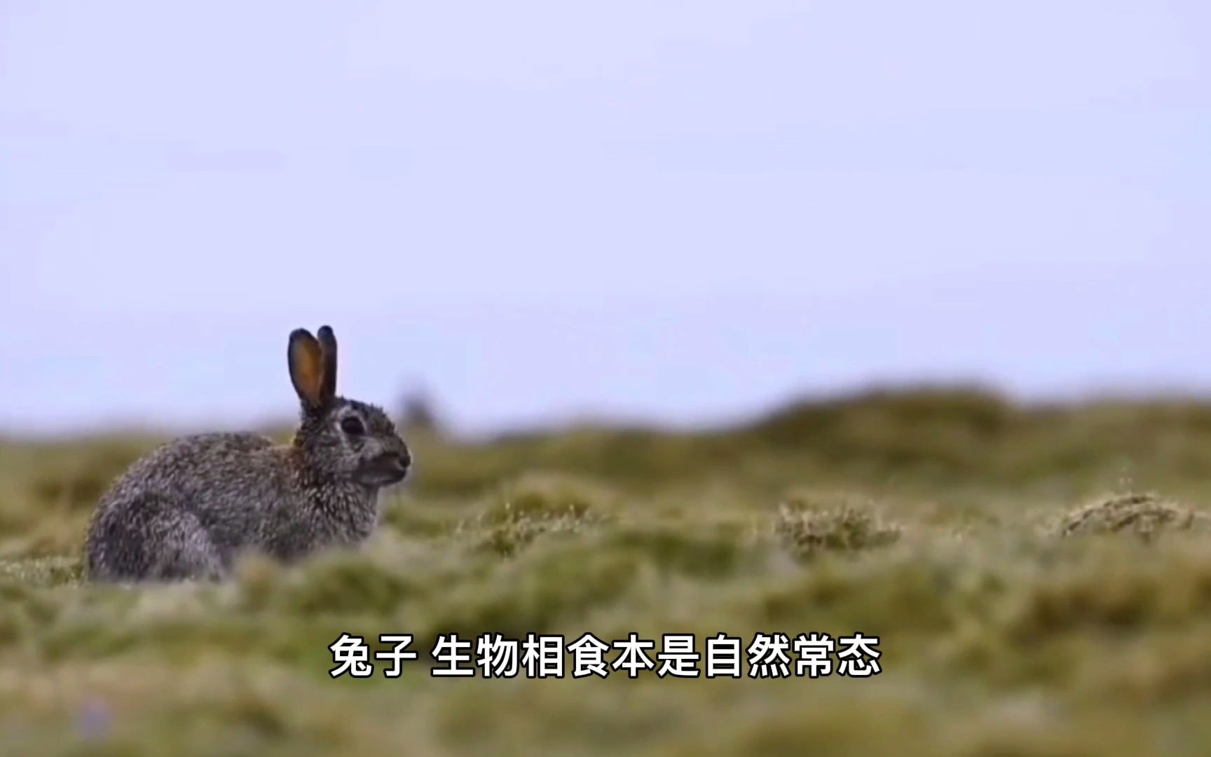 海鸥捕食兔子,没几口吞掉整只兔子