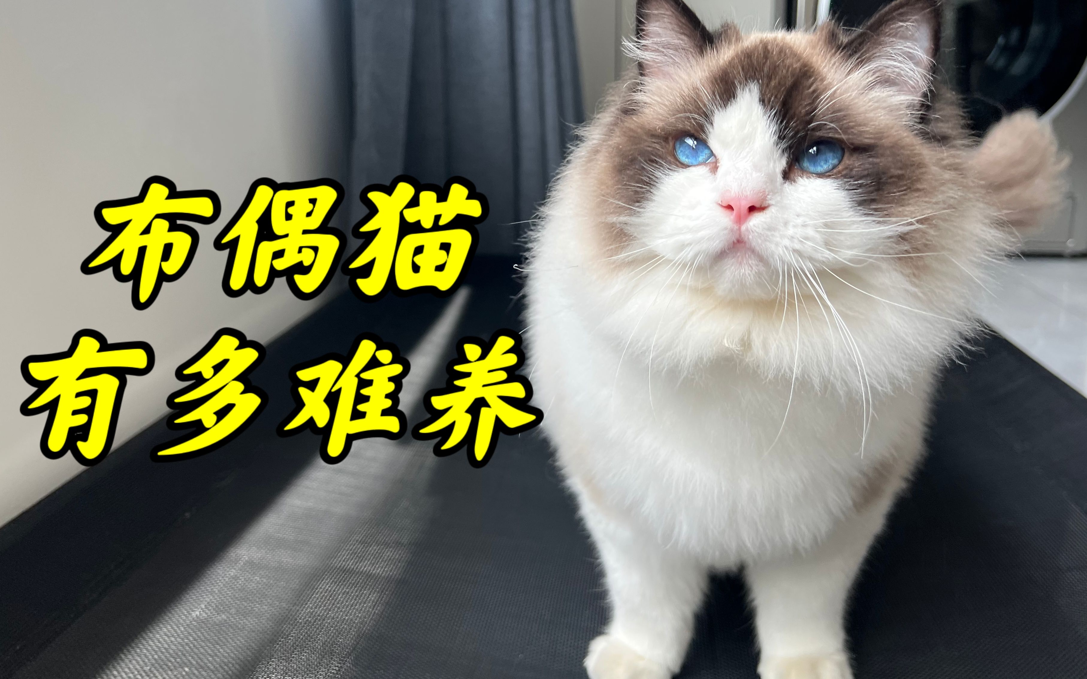 [图]养了布偶猫之后才知道的事，仙女猫的真面目