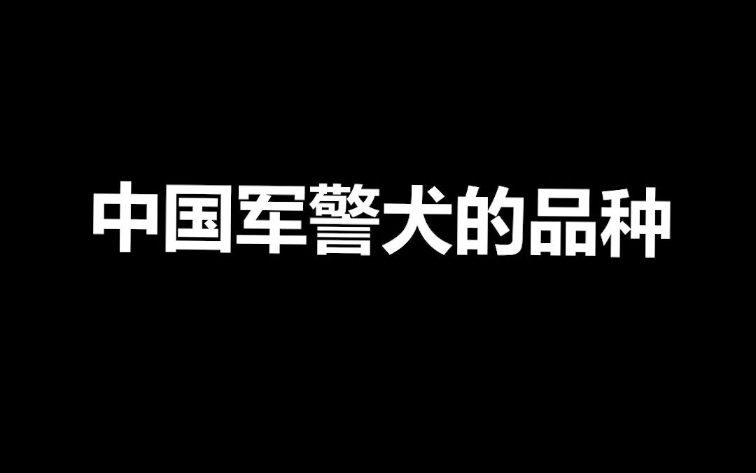 宠物冷知识:中国军警犬品种有哪些,最后一种是国产之光!哔哩哔哩bilibili