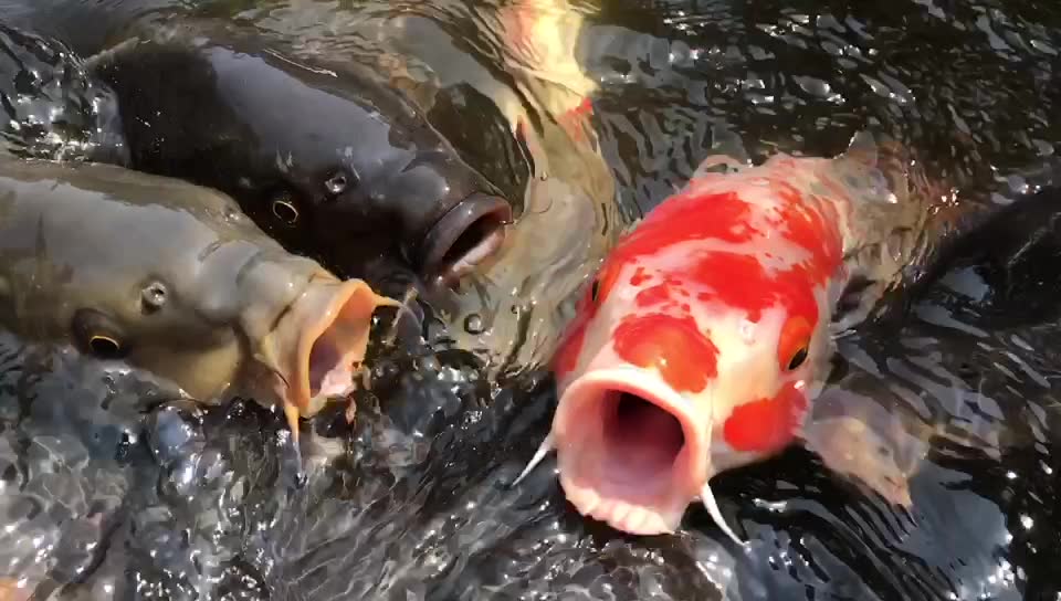 锦鲤吃水