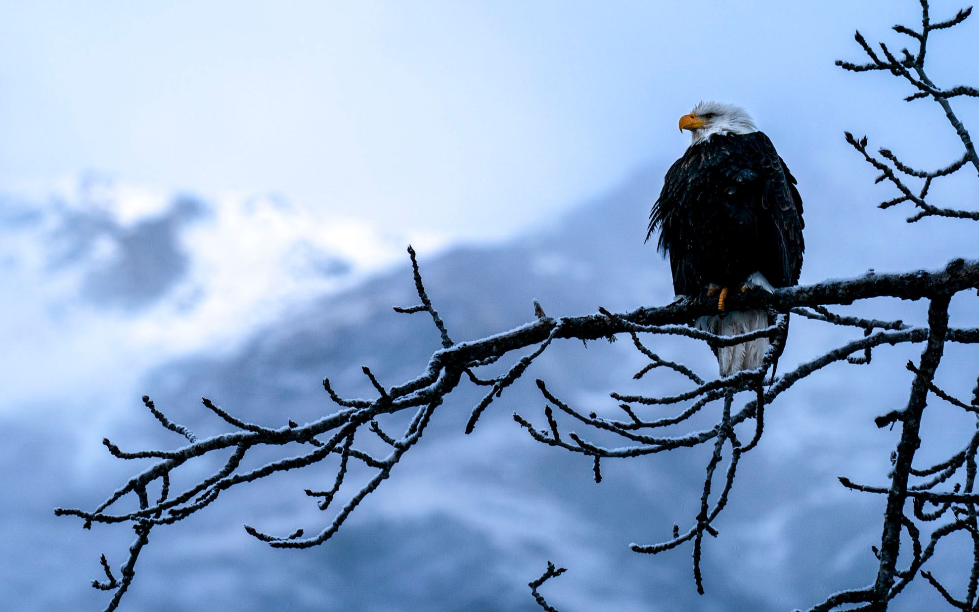 侣行探秘美国国鸟白头鹰的最后聚集地猎杀它会被判重罪