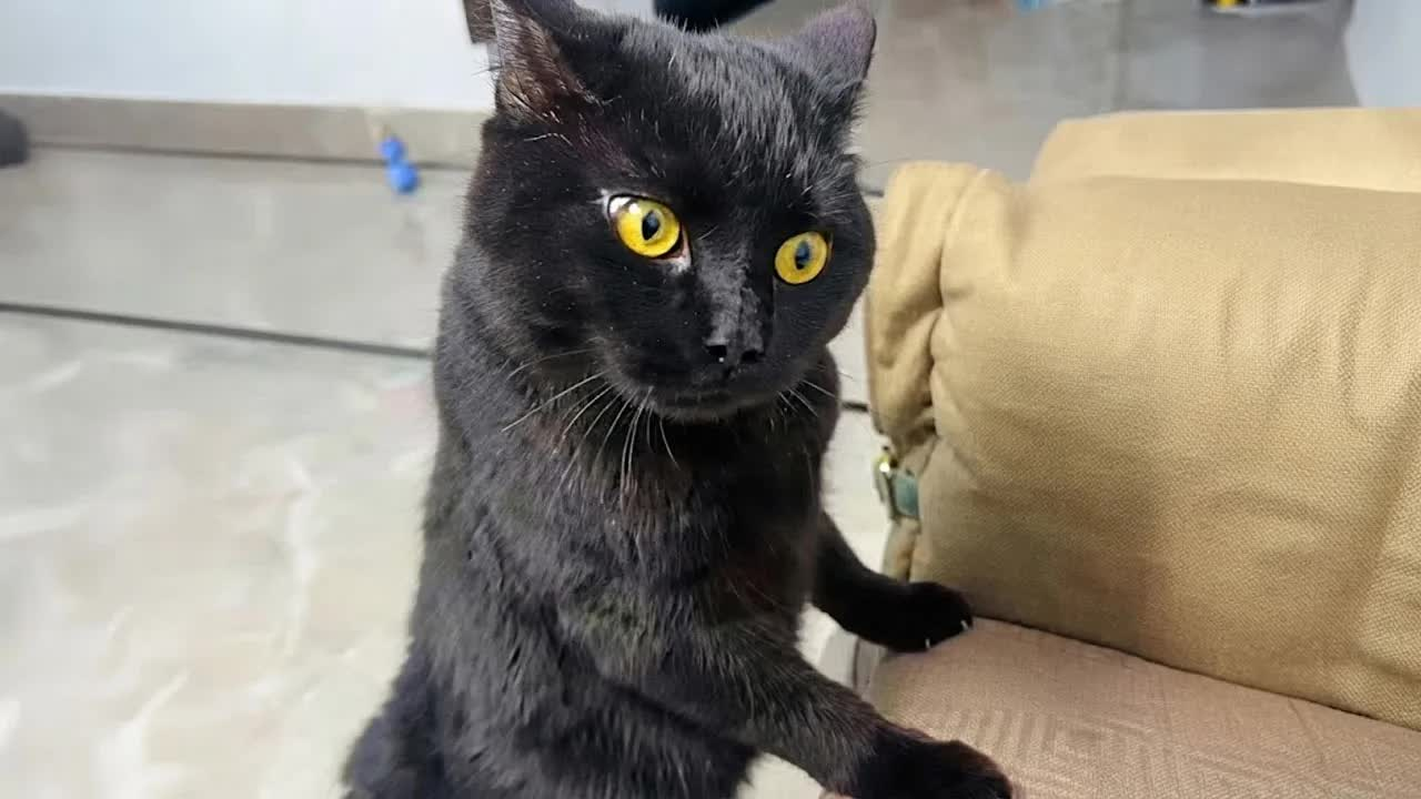 这些猫咪的演技竟然吊打全世界？? 喵星人戏精大赏