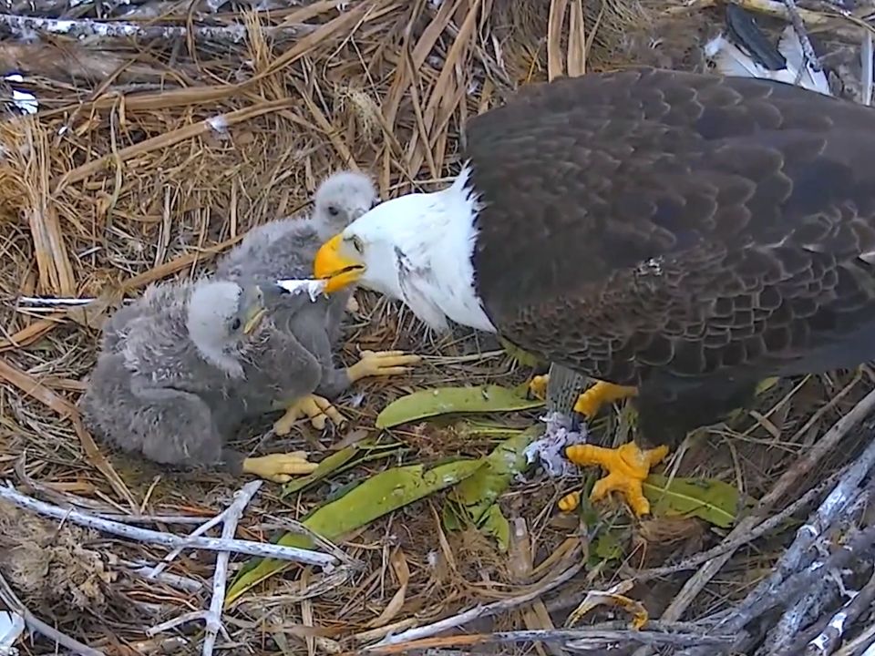 白头海雕育雏:食物充足,两只幼鸟吃得很香