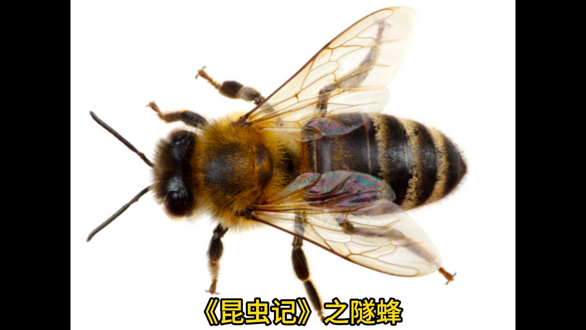 《昆虫记》之隧蜂