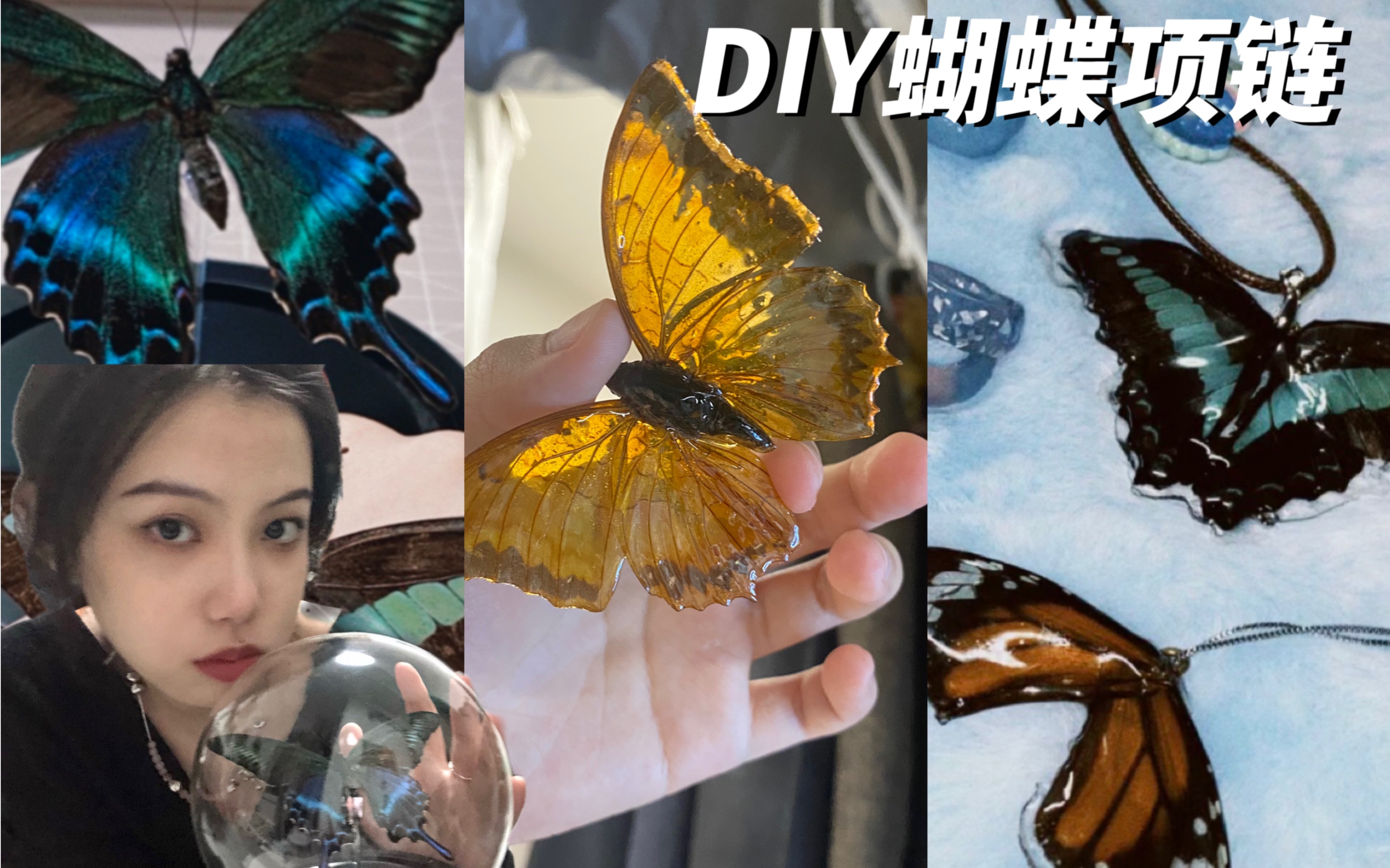 手把手教会你DIY蝴蝶标本 把蝴蝶戴上身哔哩哔哩bilibili