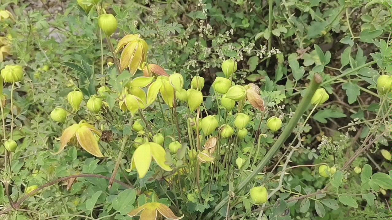 青藏高原野花 毛萼甘青铁线莲